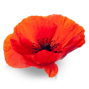 Poppy Seed Oil